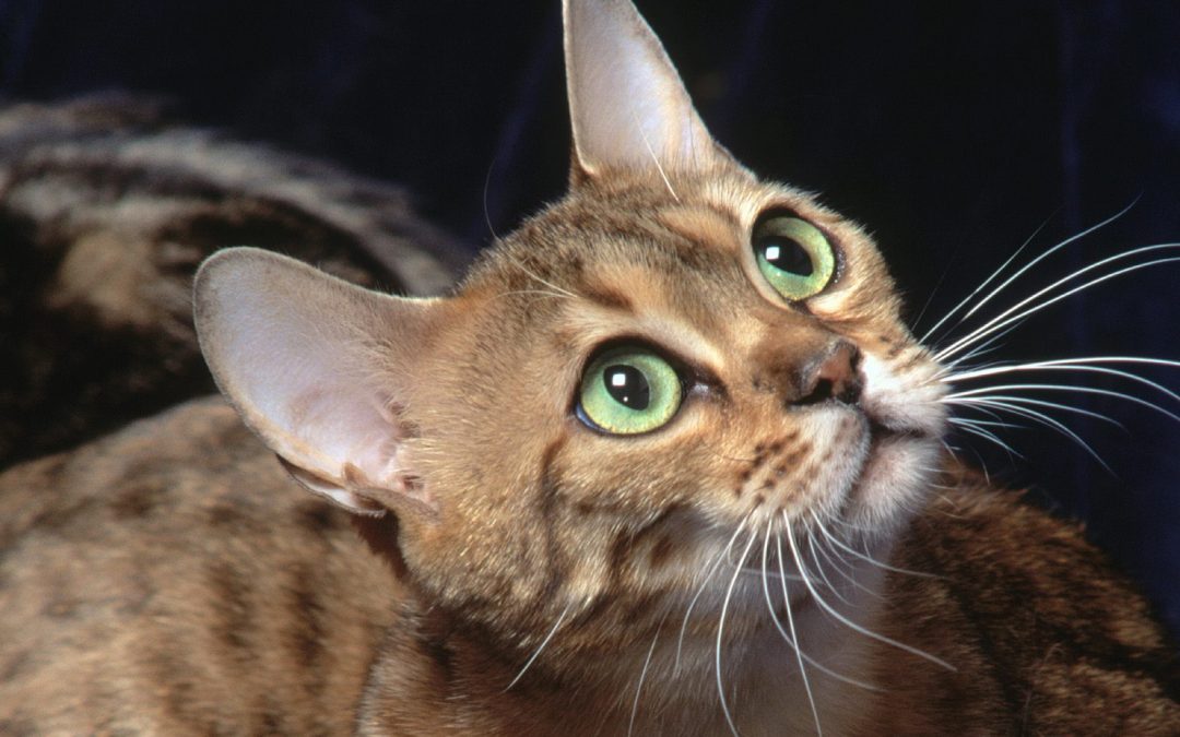 Diari iVet: Kucing Patah Tulang