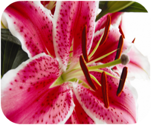 PENYAKIT KUCING: Racun Bunga Lily